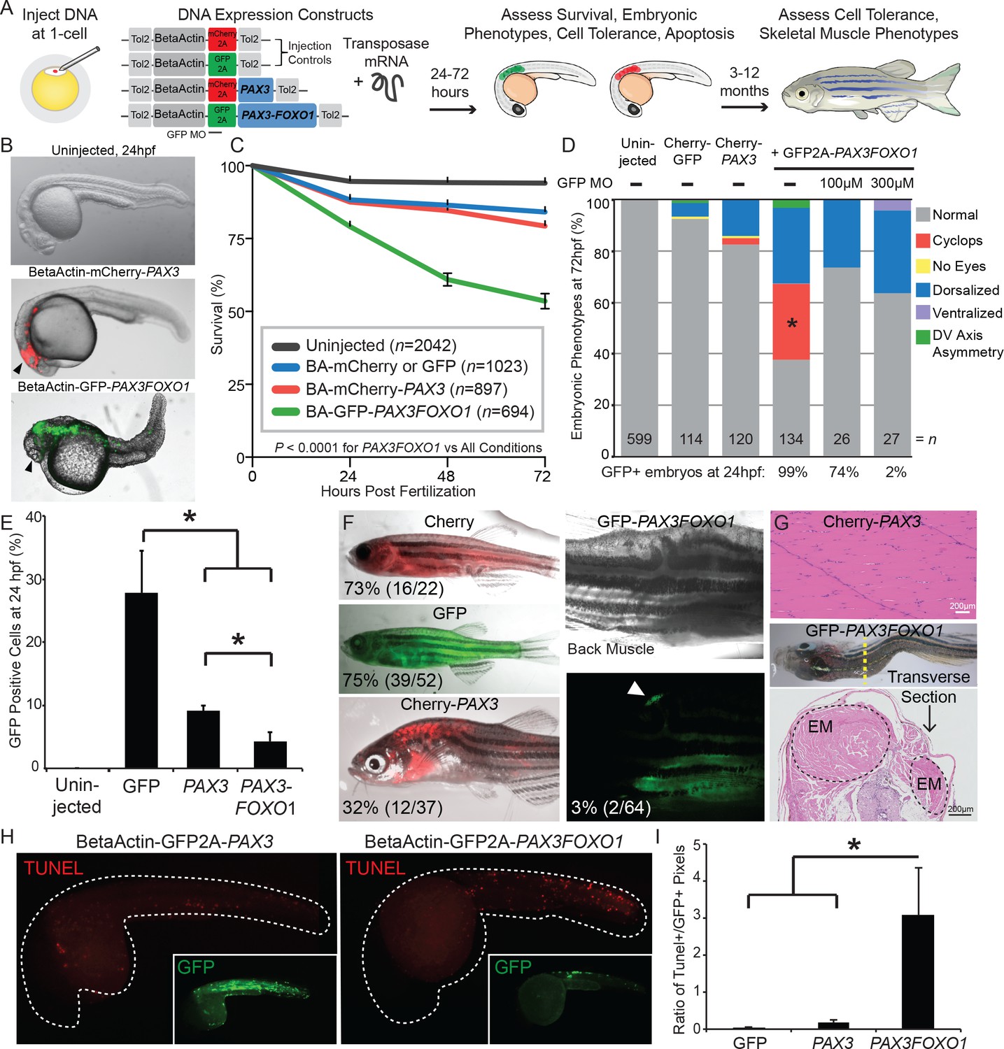 Figures and data in PAX3-FOXO1 transgenic zebrafish models identify ...