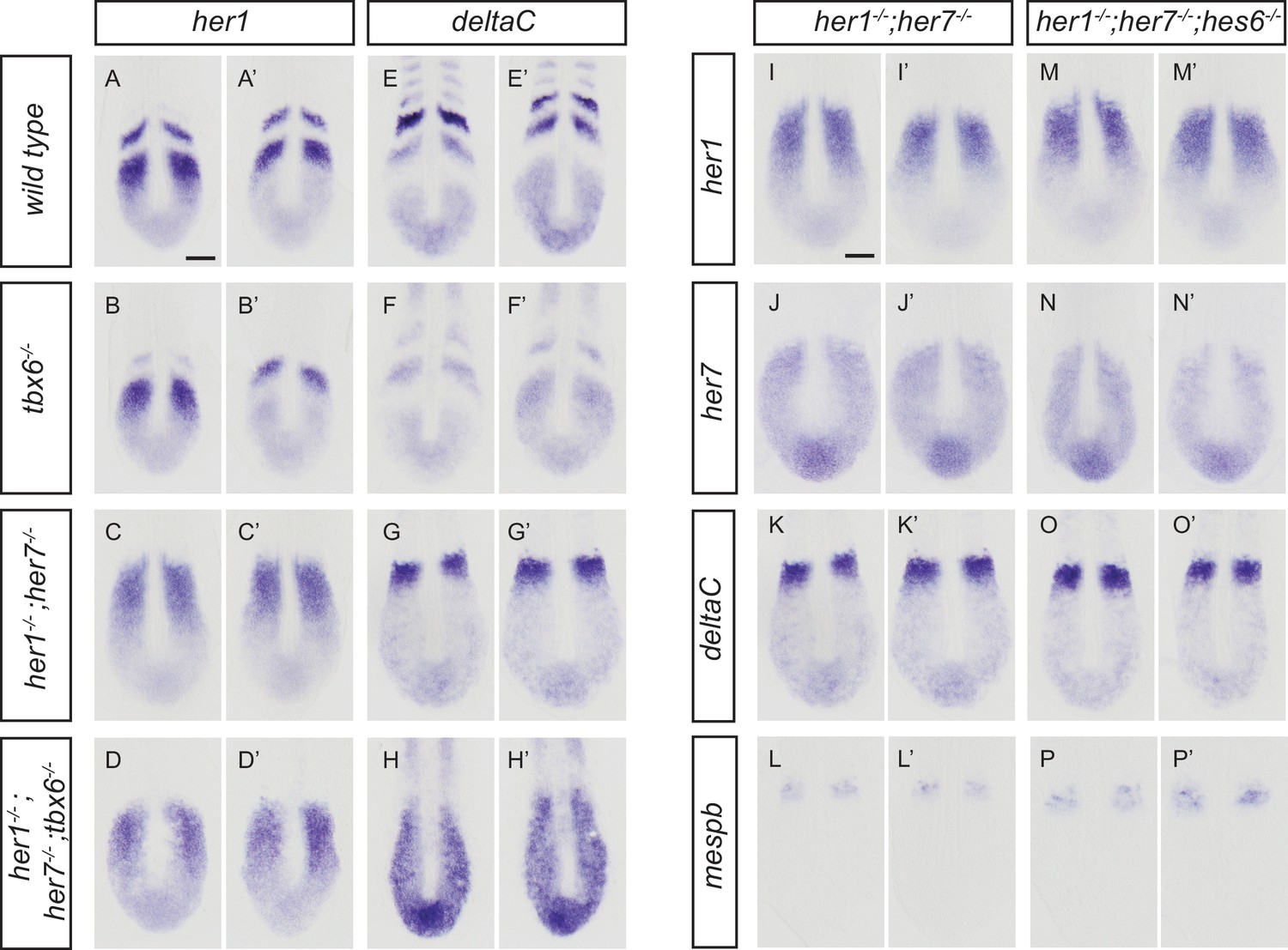 Figures and data in Segmentation of the zebrafish axial Figures and data in Segmentation of the zebrafish axial