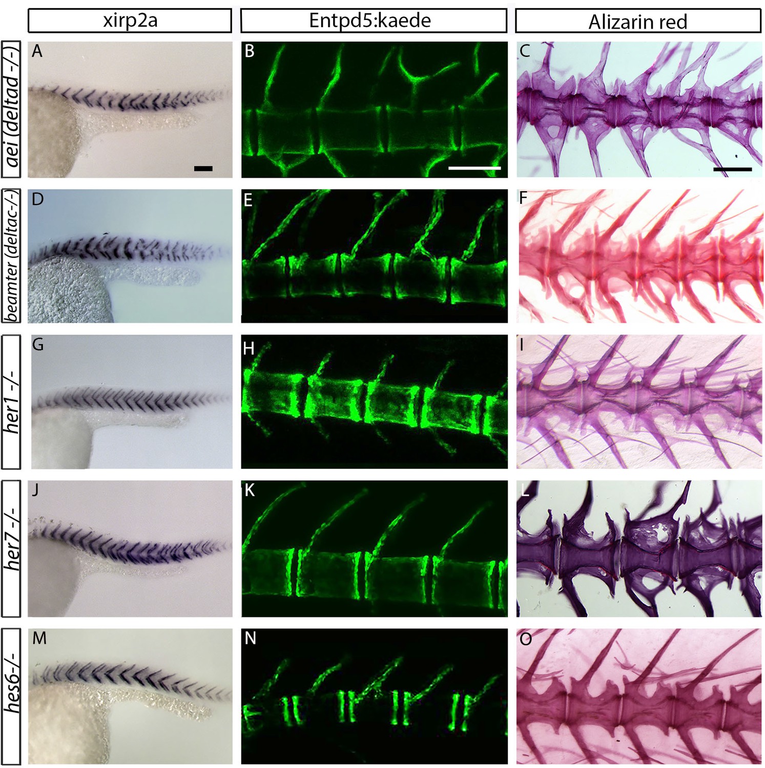 Figures and data in Segmentation of the zebrafish axial Figures and data in Segmentation of the zebrafish axial