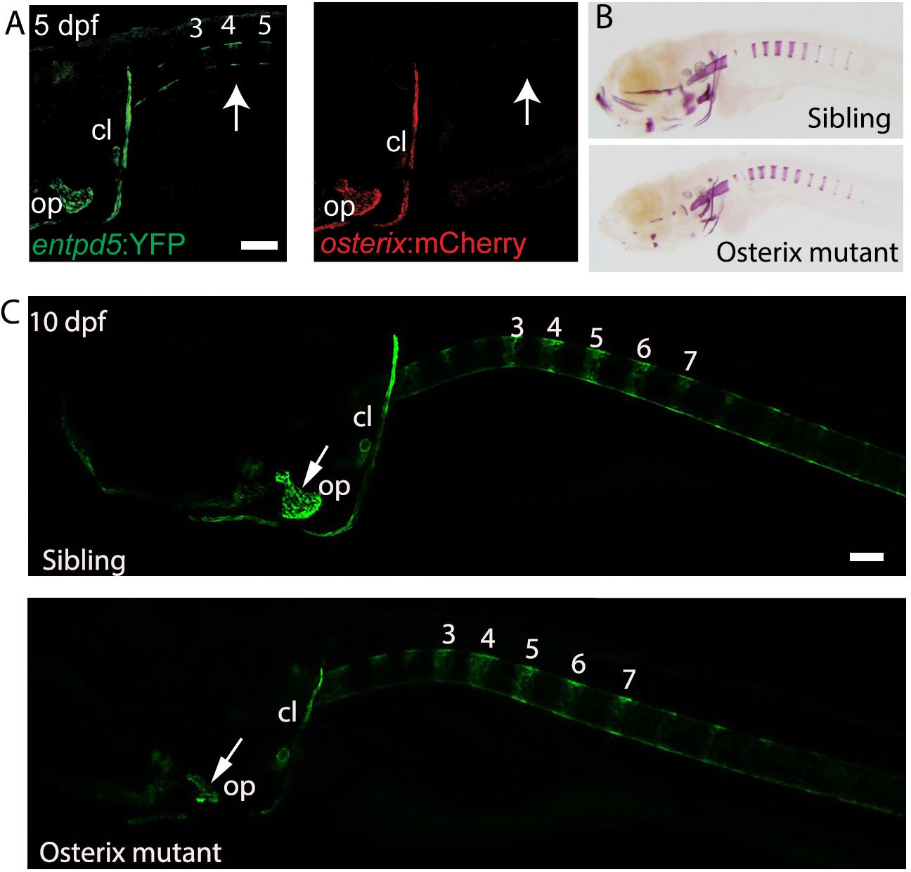 Figures and data in Segmentation of the zebrafish axial Figures and data in Segmentation of the zebrafish axial