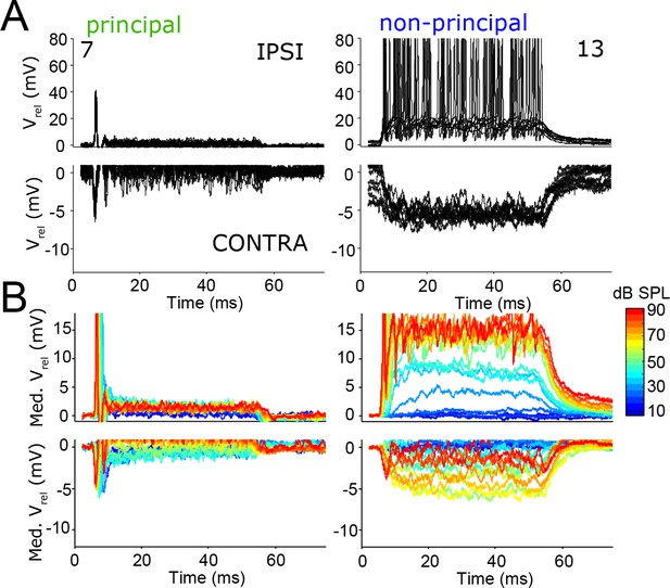 Figures and data in Principal cells of the brainstem’s interaural sound ...