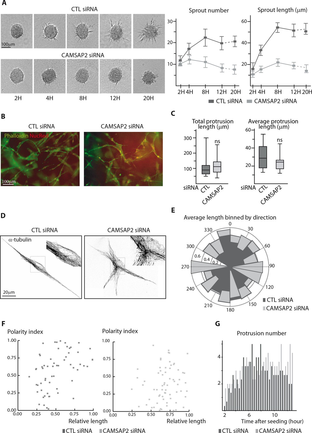 Figures And Data In Control Of Endothelial Cell Polarity And Sprouting ...