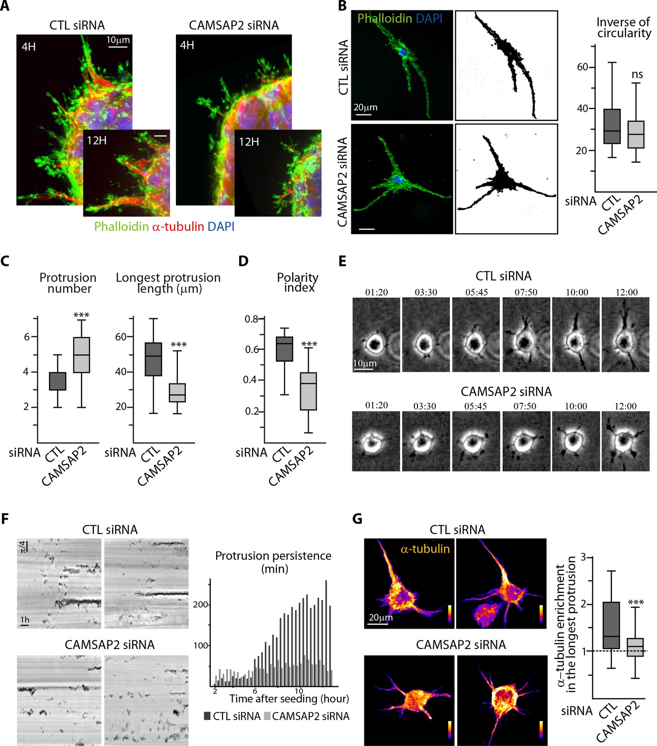 Control Of Endothelial Cell Polarity And Sprouting Angiogenesis By Non ...