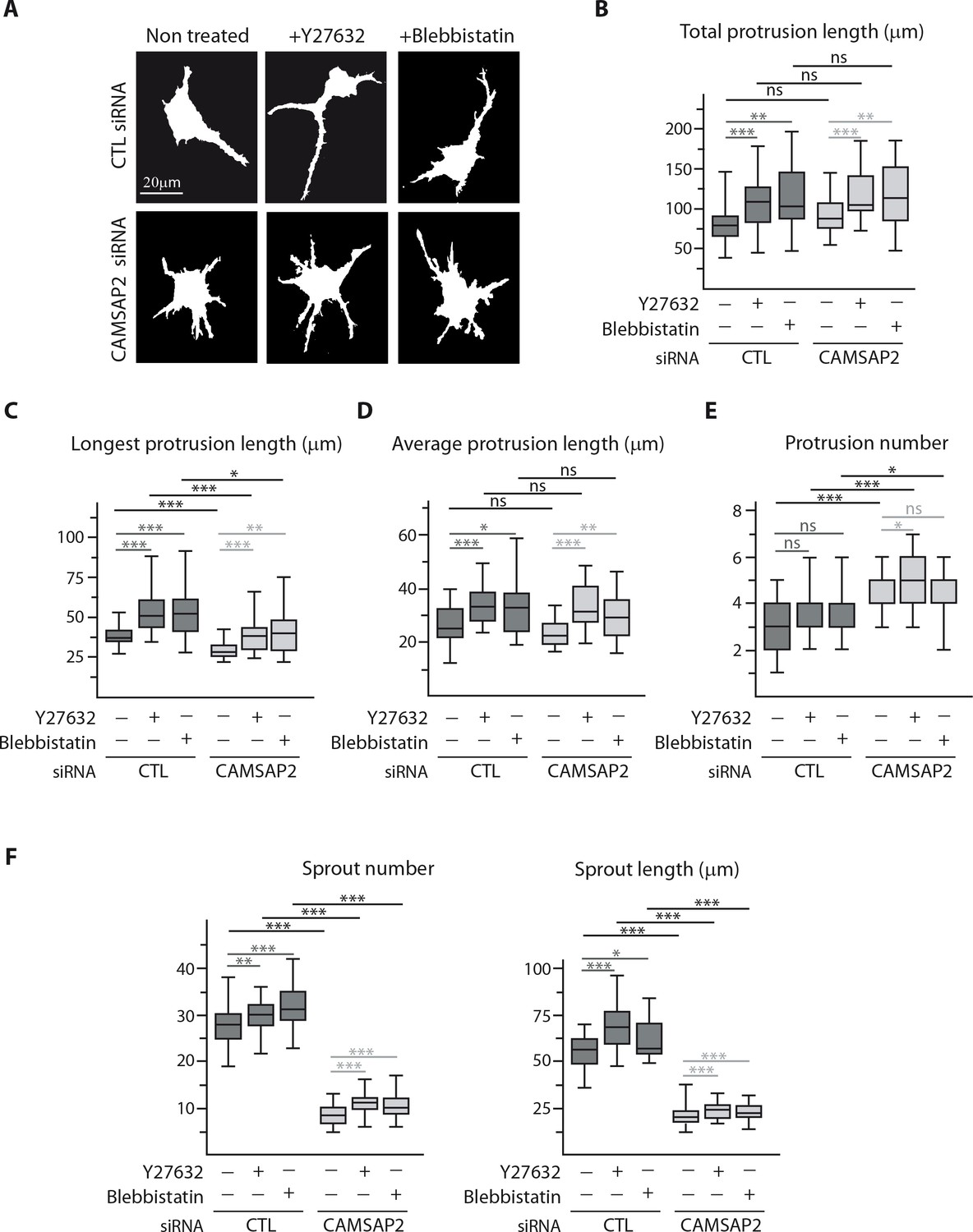 Figures And Data In Control Of Endothelial Cell Polarity And Sprouting ...