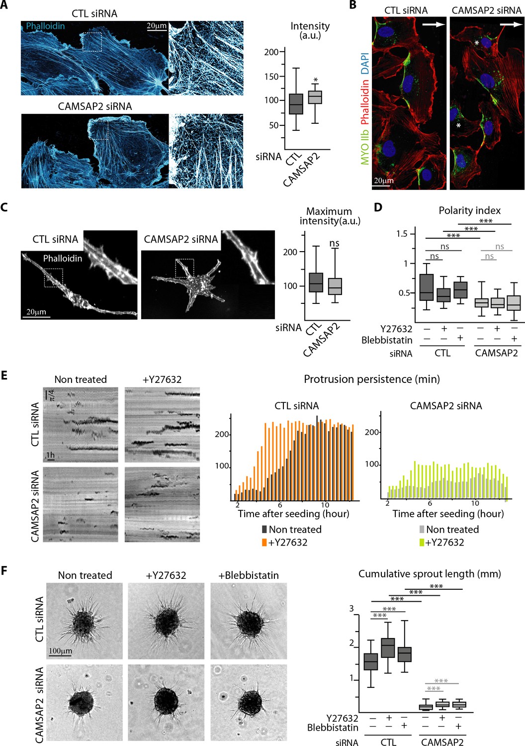 Figures And Data In Control Of Endothelial Cell Polarity And Sprouting ...