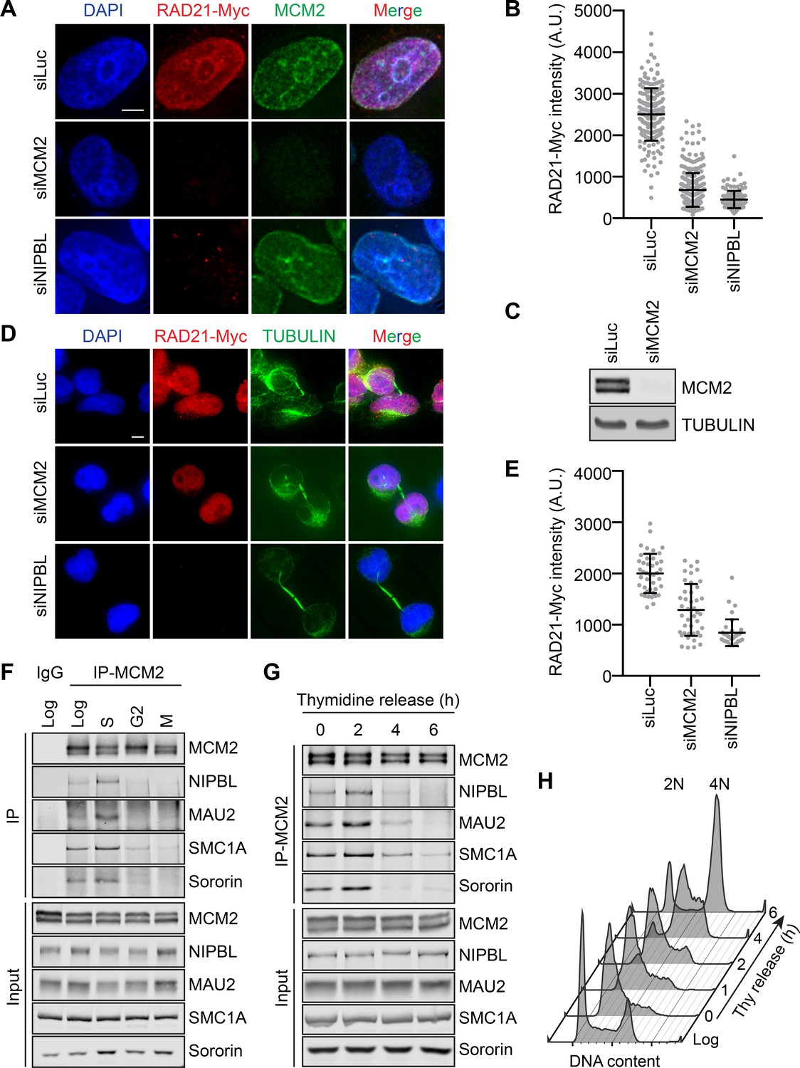 MCM2–7-dependent cohesin loading during S phase promotes sister ...