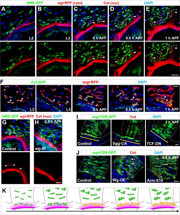 Figures and data in Temporospatial induction of homeodomain gene cut ...