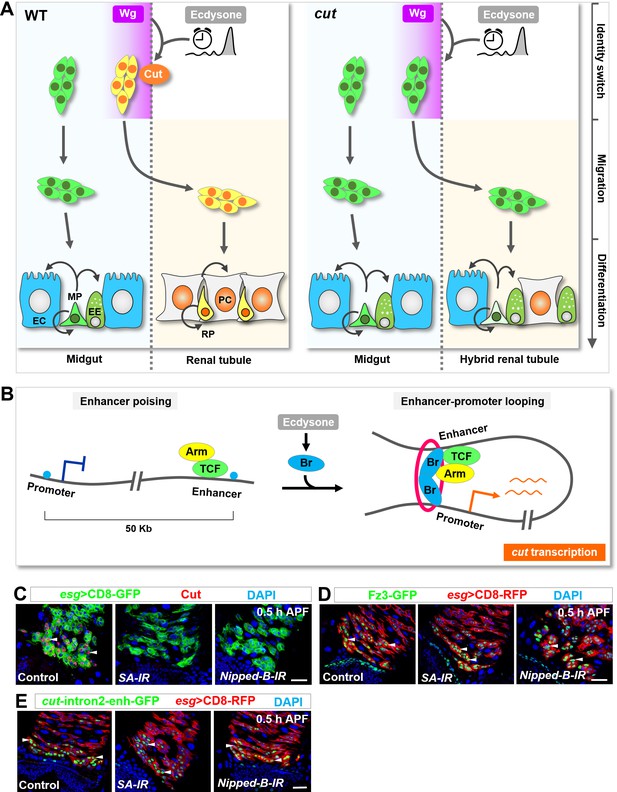 Figures and data in Temporospatial induction of homeodomain gene cut ...