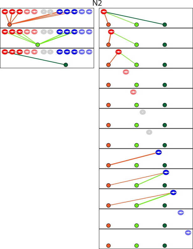 Figures and data in Connectomics of the zebrafish's lateral-line ...