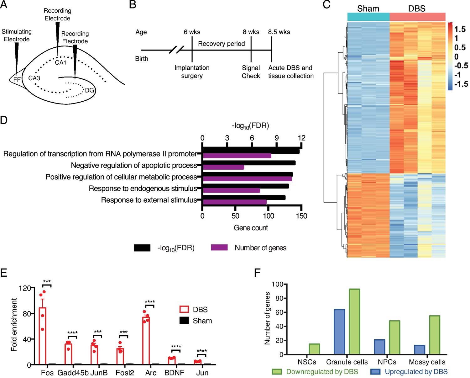 Forniceal deep brain stimulation induces gene expression and