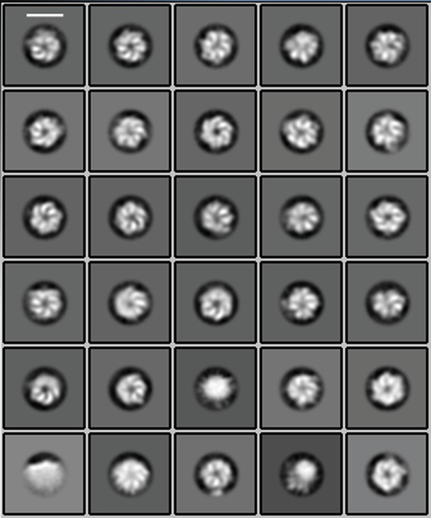 Figures and data in Cdc48-like protein of actinobacteria (Cpa) is a ...