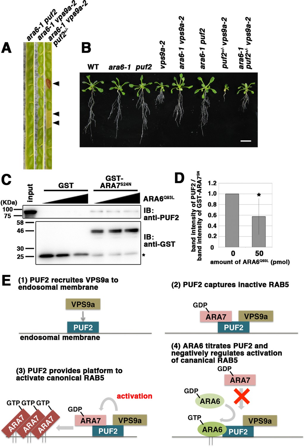 Integration of two RAB5 groups during endosomal transport in plants | eLife