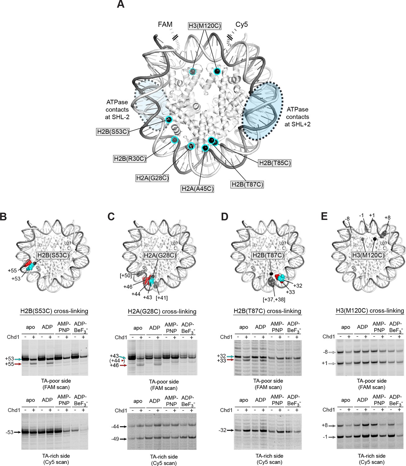 A twist defect mechanism for ATP-dependent translocation of