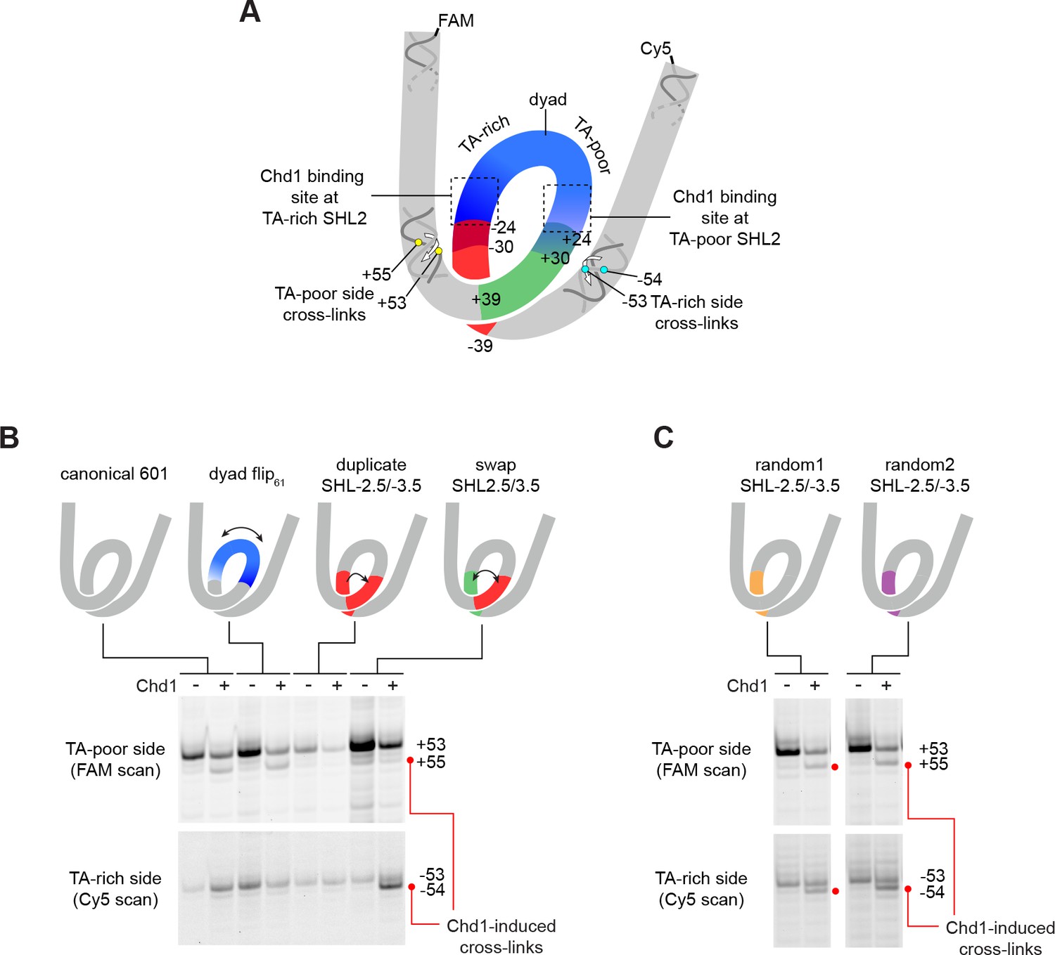A twist defect mechanism for ATP-dependent translocation of A twist defect mechanism for ATP-dependent translocation of
