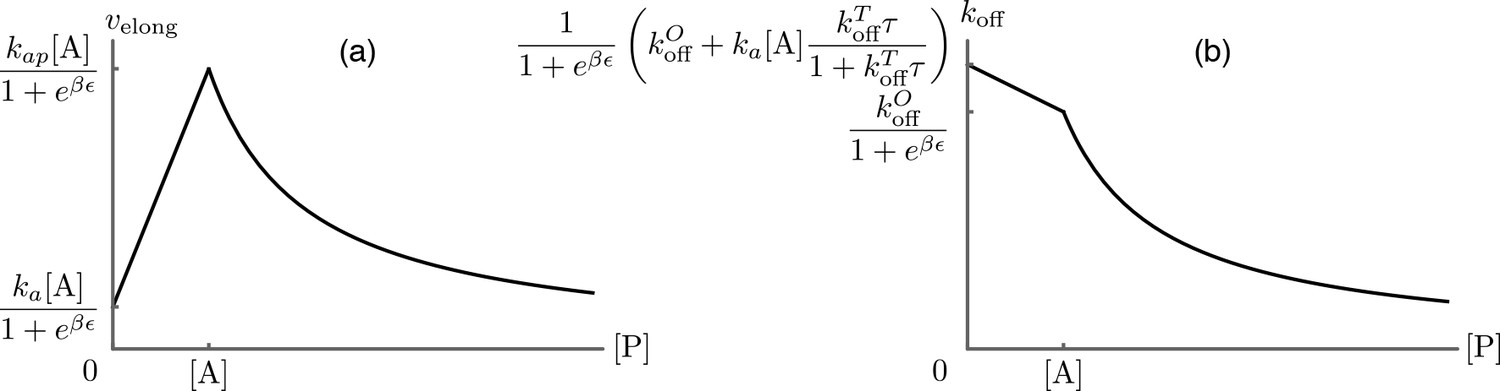 Modulation of formin processivity by profilin and mechanical tension ...