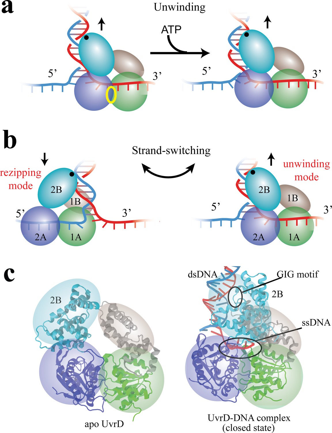 free-energy-simulations-reveal-molecular-mechanism-for-functional