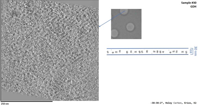 Routine single particle CryoEM sample and grid characterization by