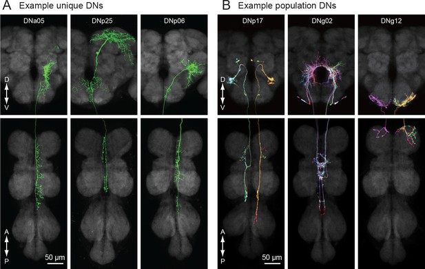 Figures And Data In The Functional Organization Of Descending Sensory Motor Pathways In 1955