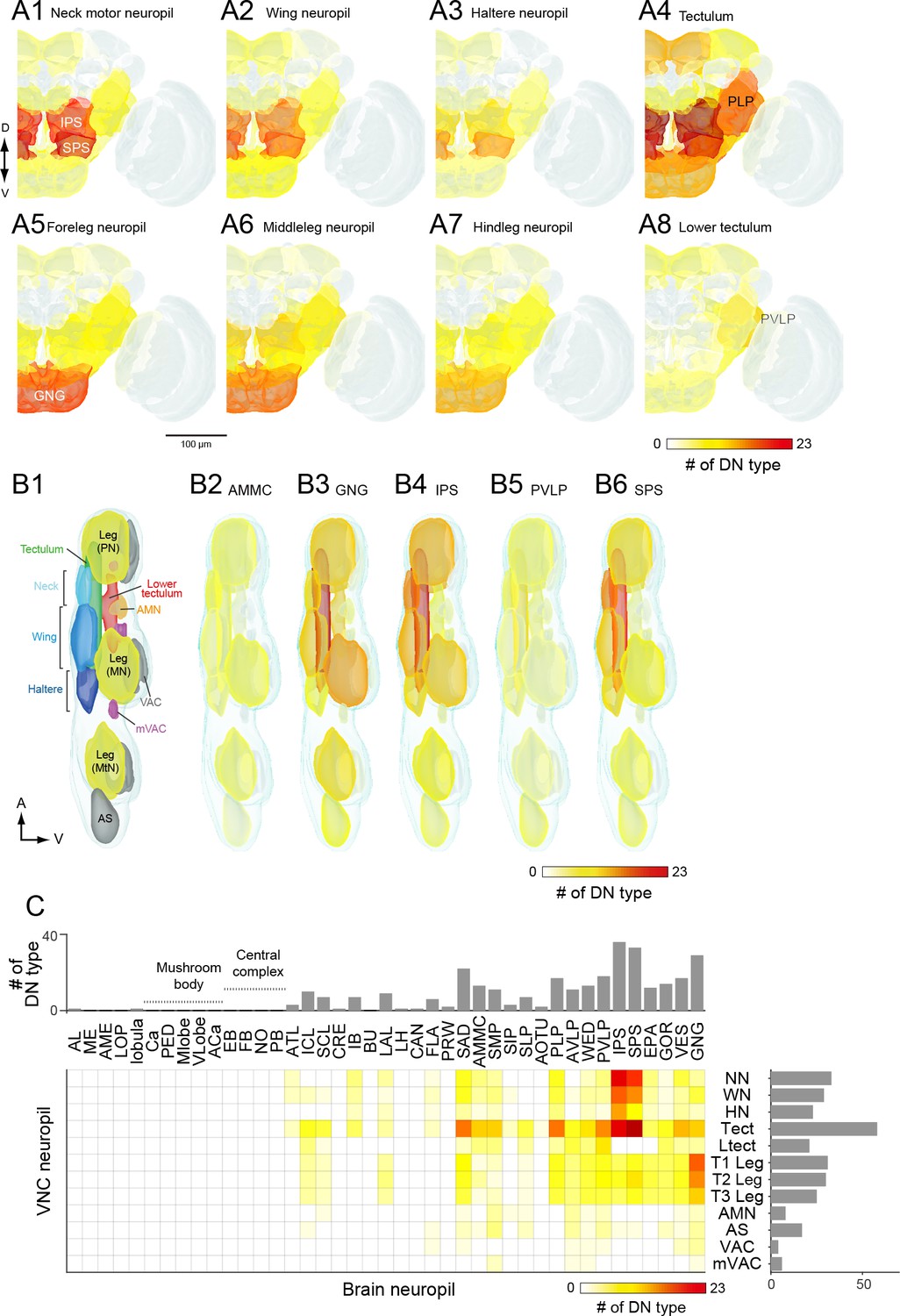 The Functional Organization Of Descending Sensory-motor Pathways In ...