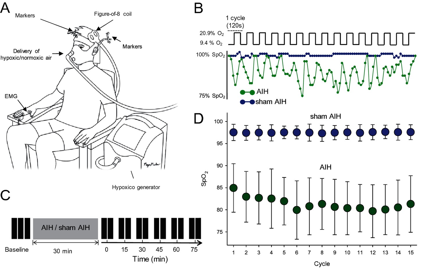 Acute Intermittent Hypoxia Enhances Corticospinal Synaptic Plasticity ...