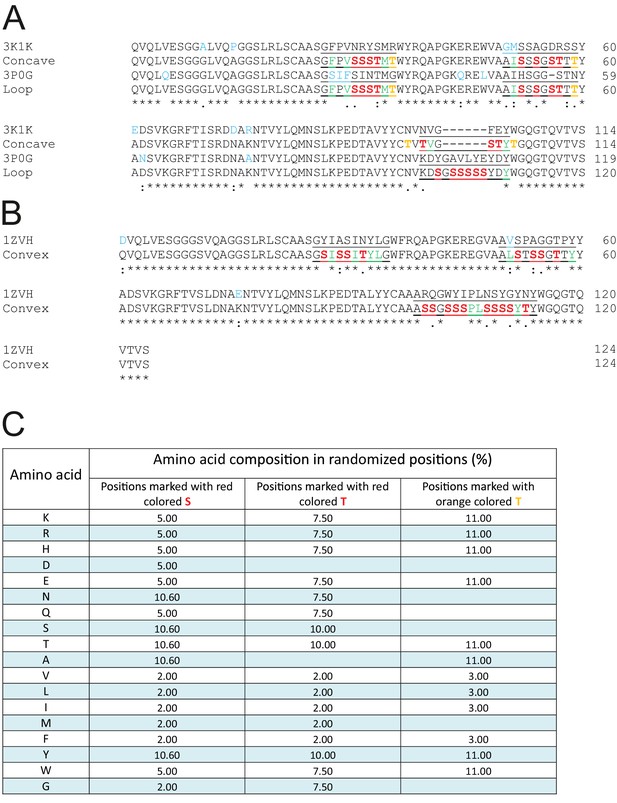 framework protein scaffold