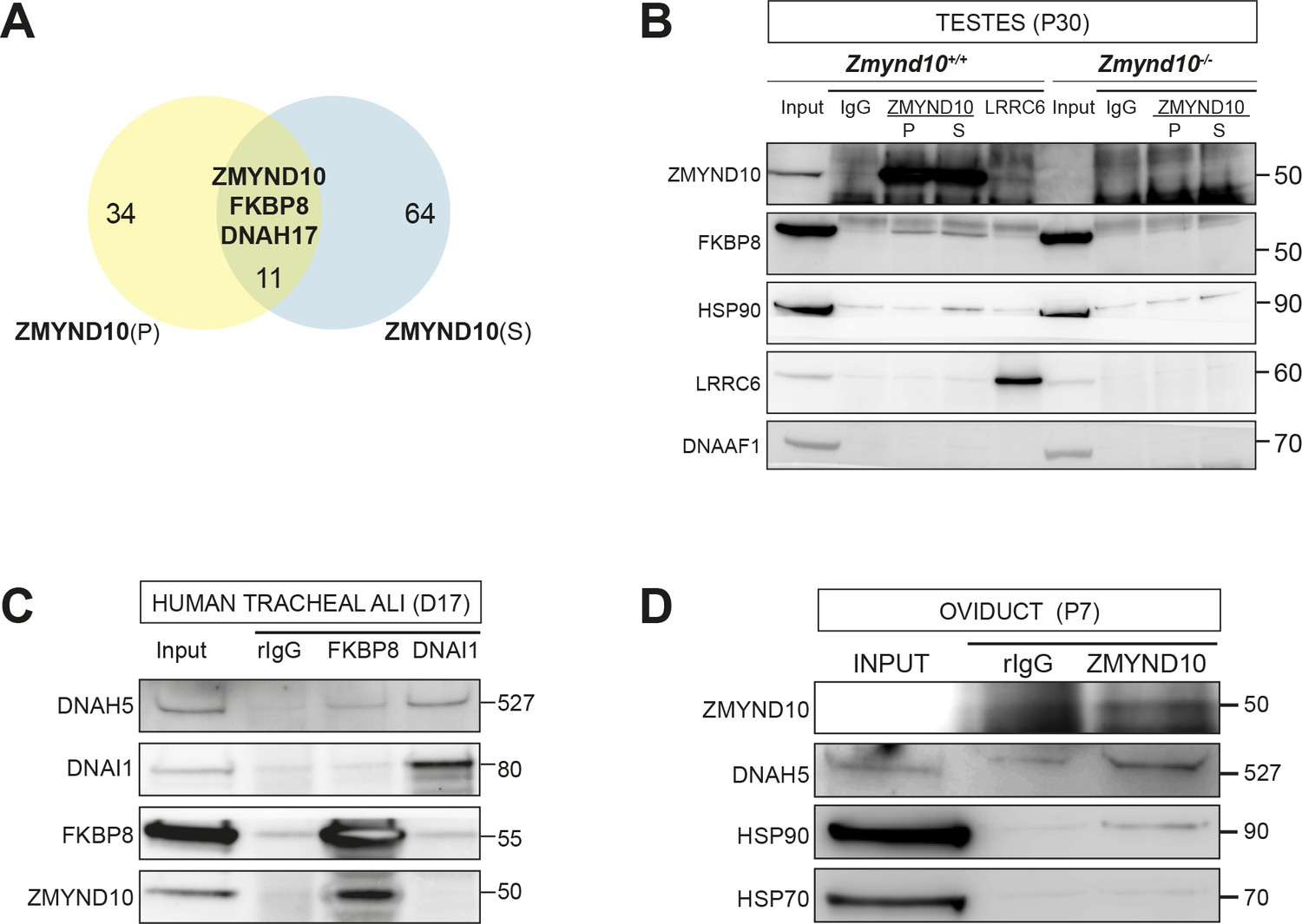 ZMYND10 functions in a chaperone relay during axonemal dynein assembly