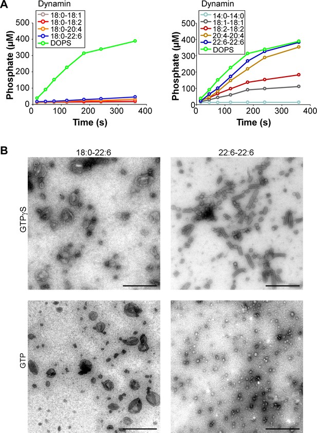 Figures and data in Acyl chain asymmetry and polyunsaturation of brain ...