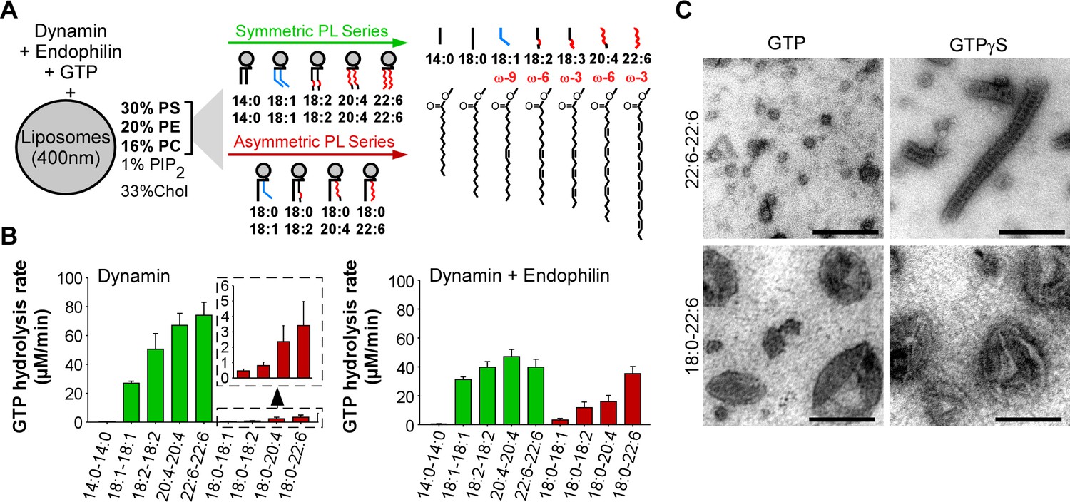 Acyl chain asymmetry and polyunsaturation of brain phospholipids ...