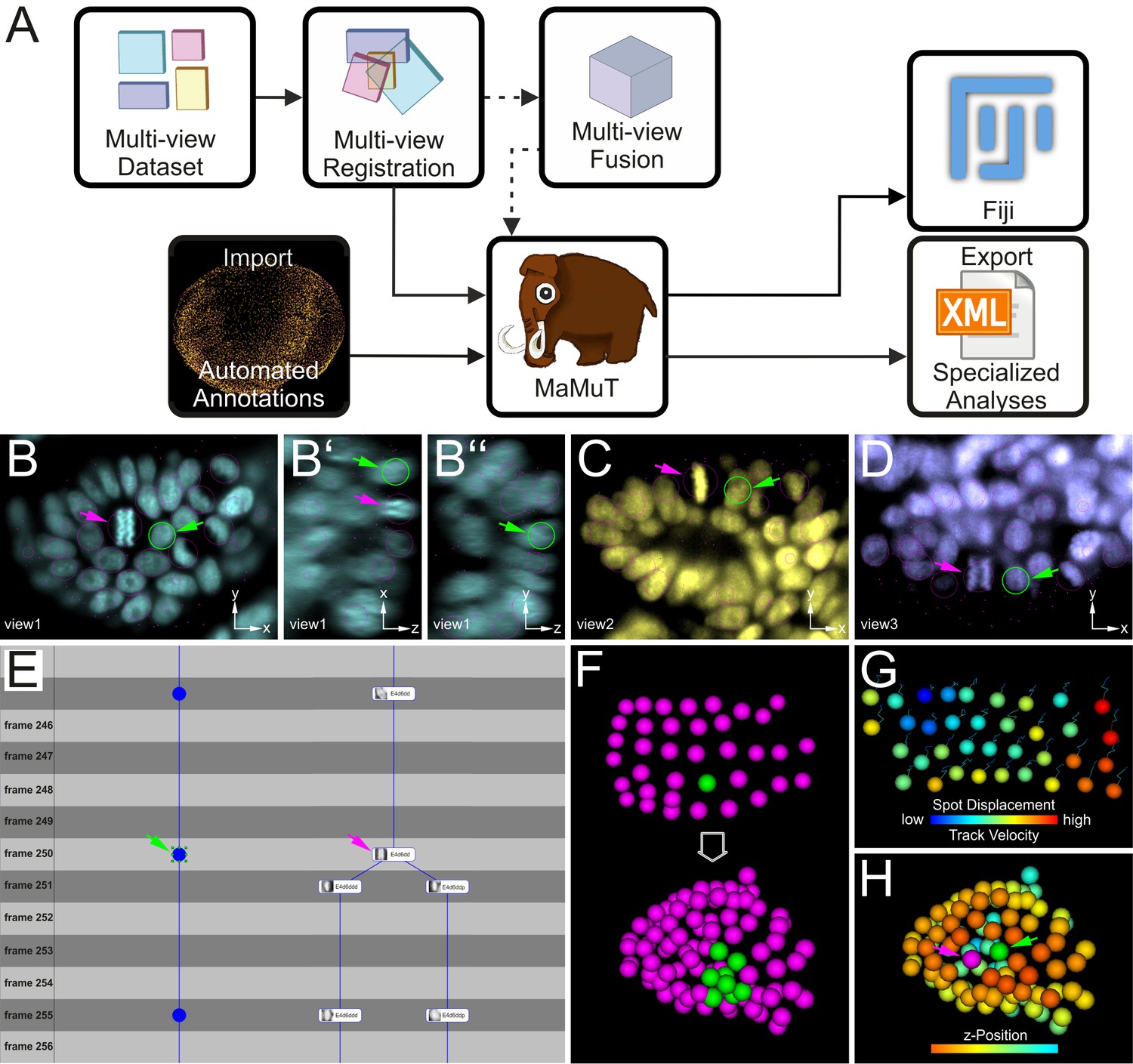 Figures and data in Multi-view light-sheet imaging and tracking with ...