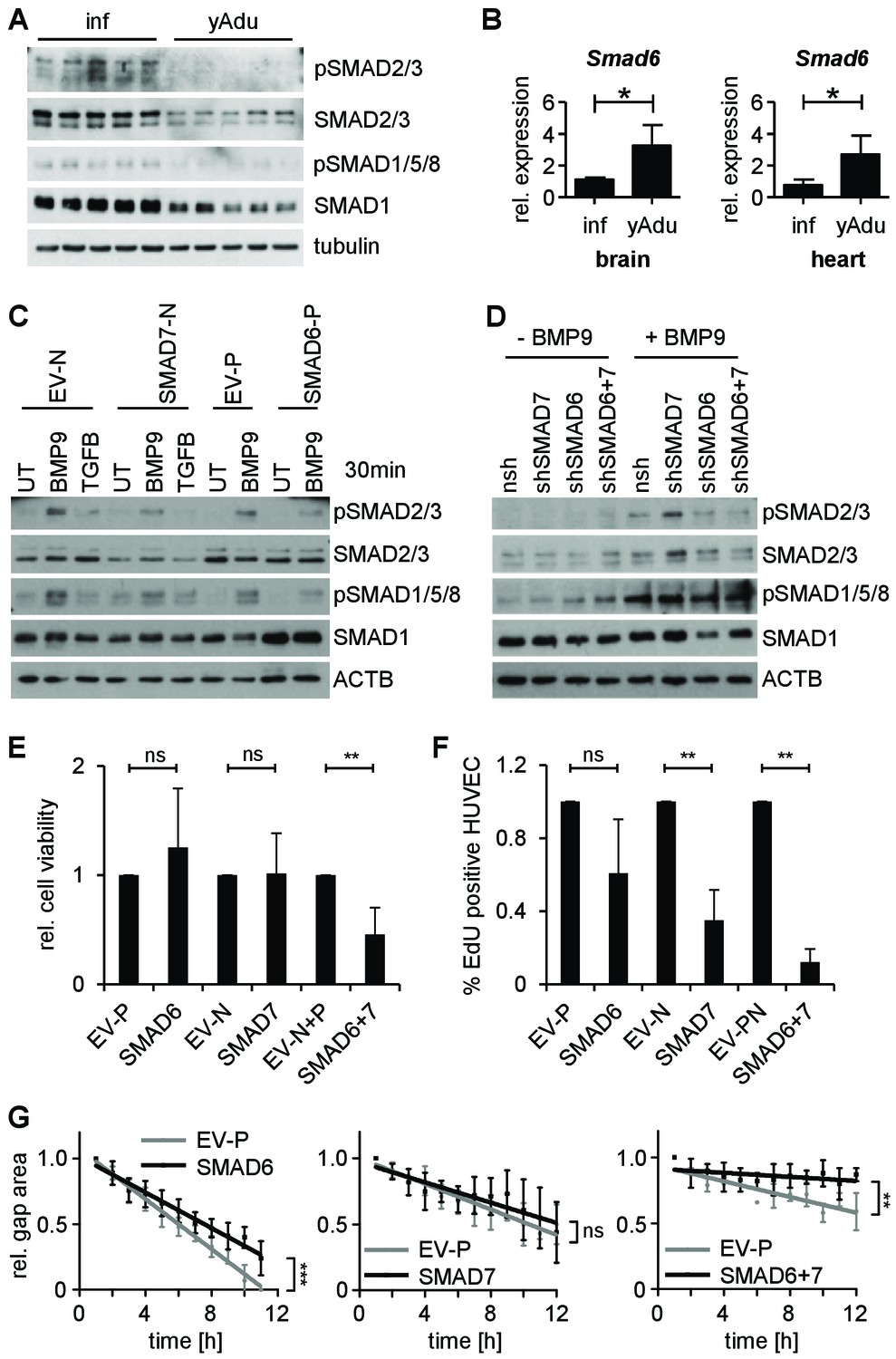 Figures and data in The transcriptomic and epigenetic map of vascular ...