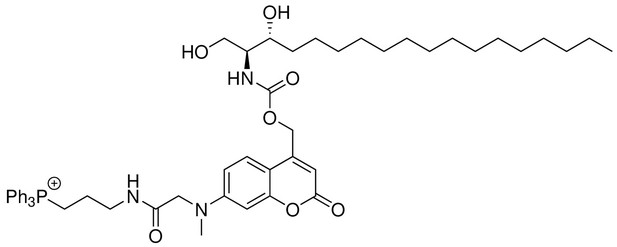 Mitochondria-specific photoactivation to monitor local sphingosine ...