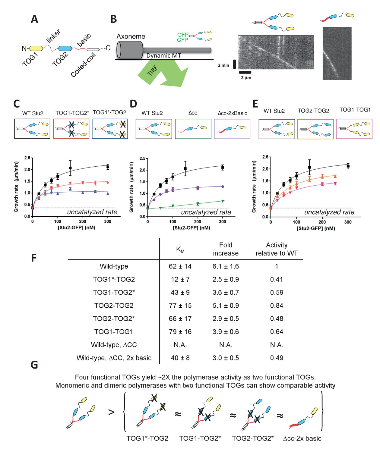 Design principles of a microtubule polymerase | eLife