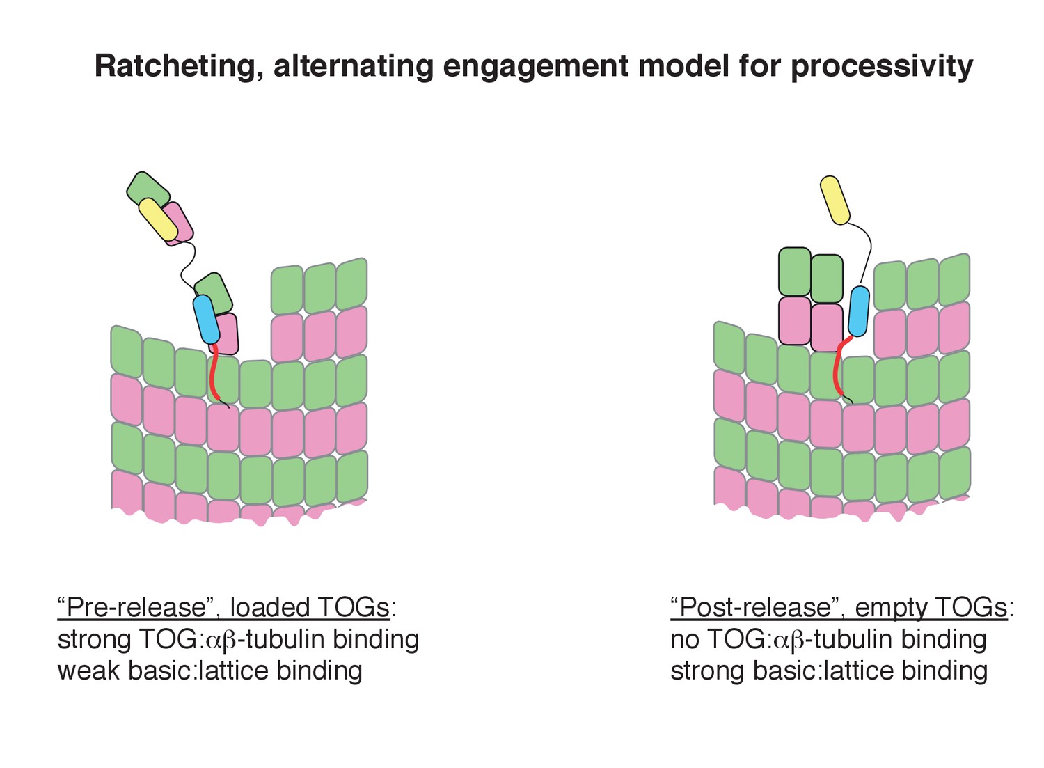 Design Principles Of A Microtubule Polymerase | ELife