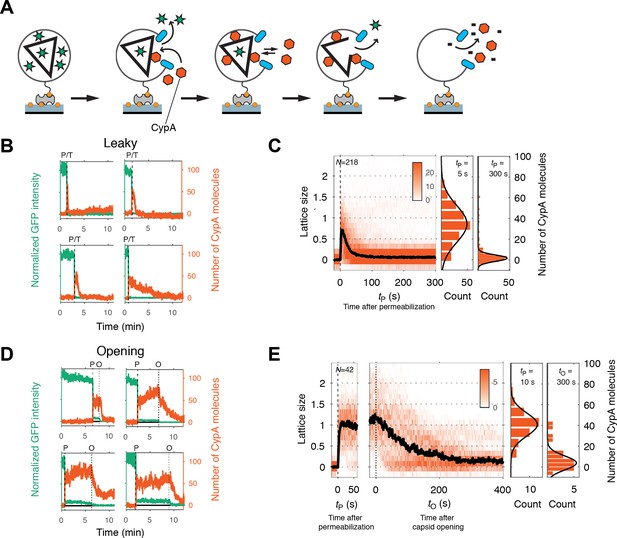 Figures And Data In Kinetics Of Hiv 1 Capsid Uncoating Revealed By Single Molecule Analysis Elife 4348