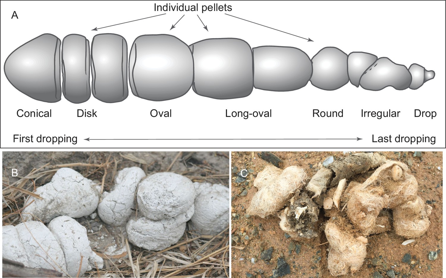 First bone-cracking dog coprolites provide new insight into
