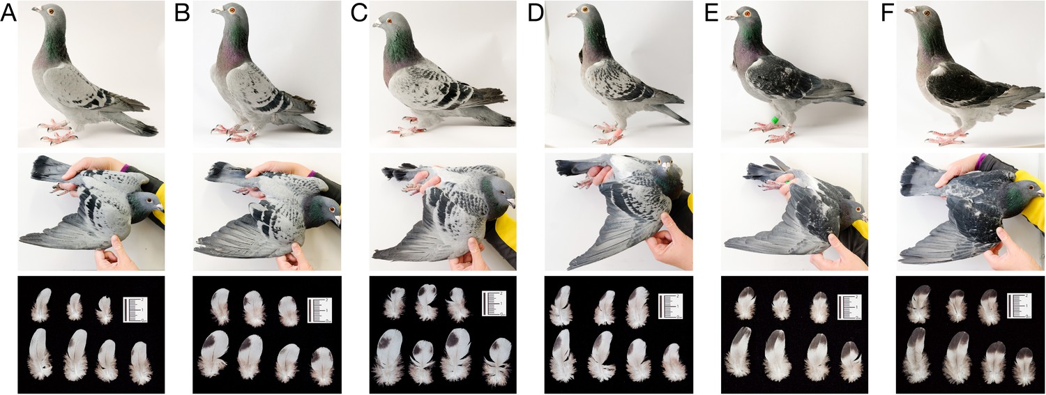 Introgression of regulatory alleles and a missense coding