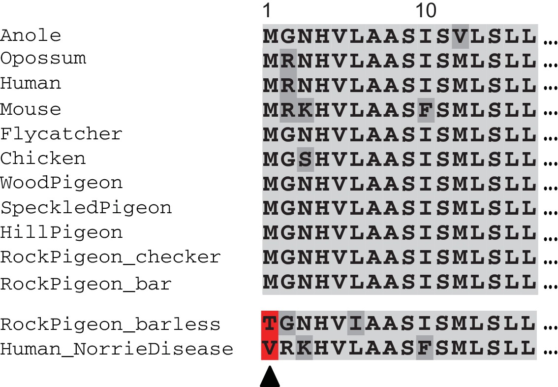 Introgression of regulatory alleles and a missense coding