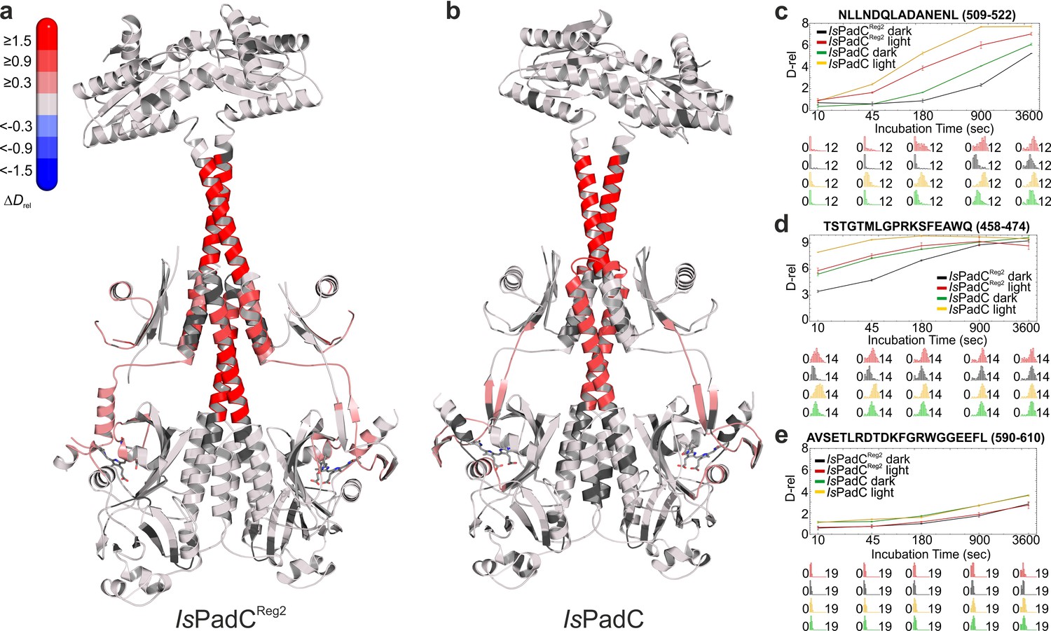 Asymmetric activation mechanism of a homodimeric red light