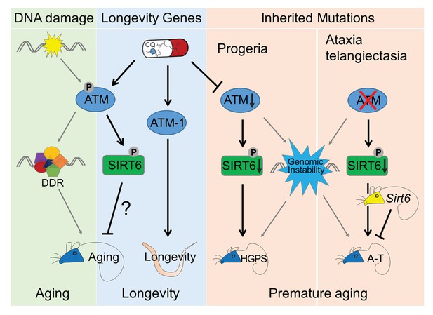 Figures and data in Boosting ATM activity alleviates aging and extends ...