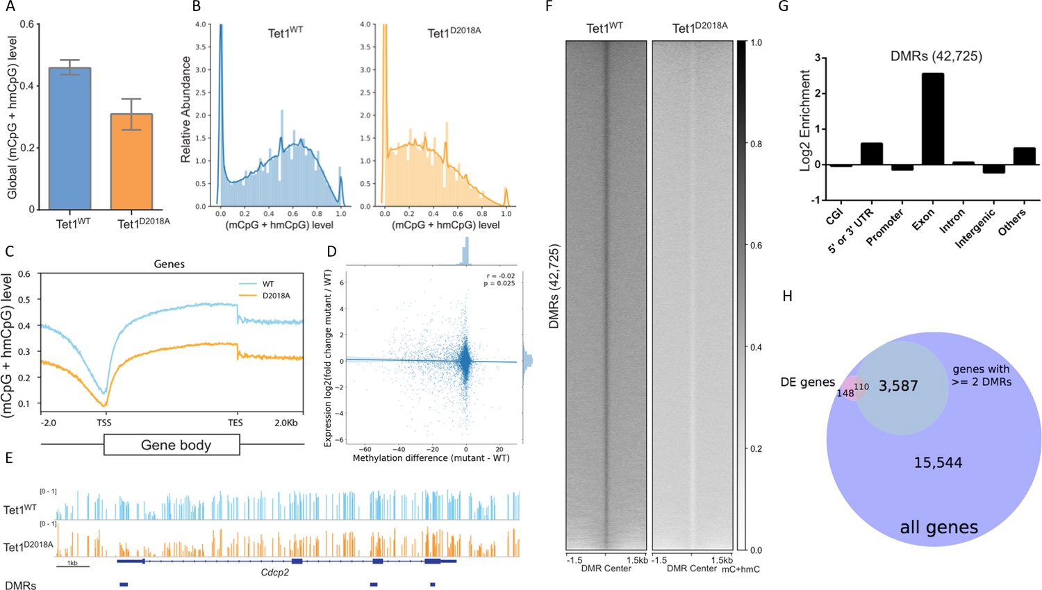 OGT binds a conserved C-terminal domain of TET1 to regulate TET1 ...