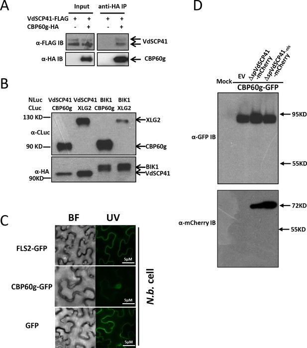 jmol gfp protein databank