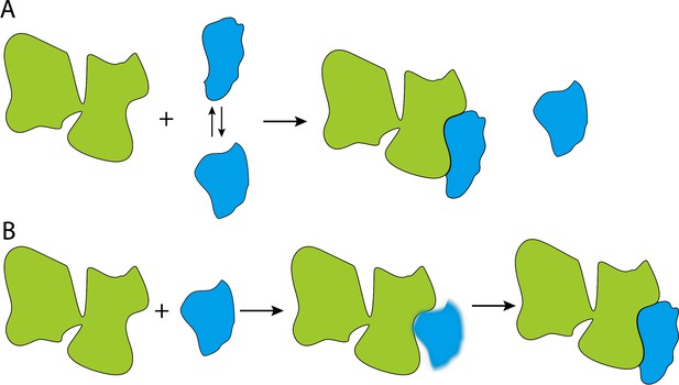 Molecular Chaperones: Confirmation For Conformational Selection | ELife