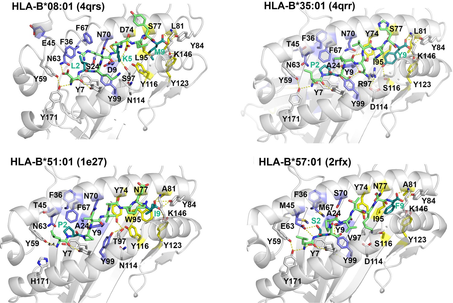 Figures And Data In Variations In HLA-B Cell Surface Expression, Half ...