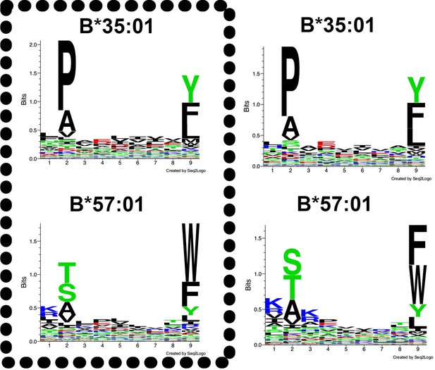 Figures And Data In Variations In HLA-B Cell Surface Expression, Half ...