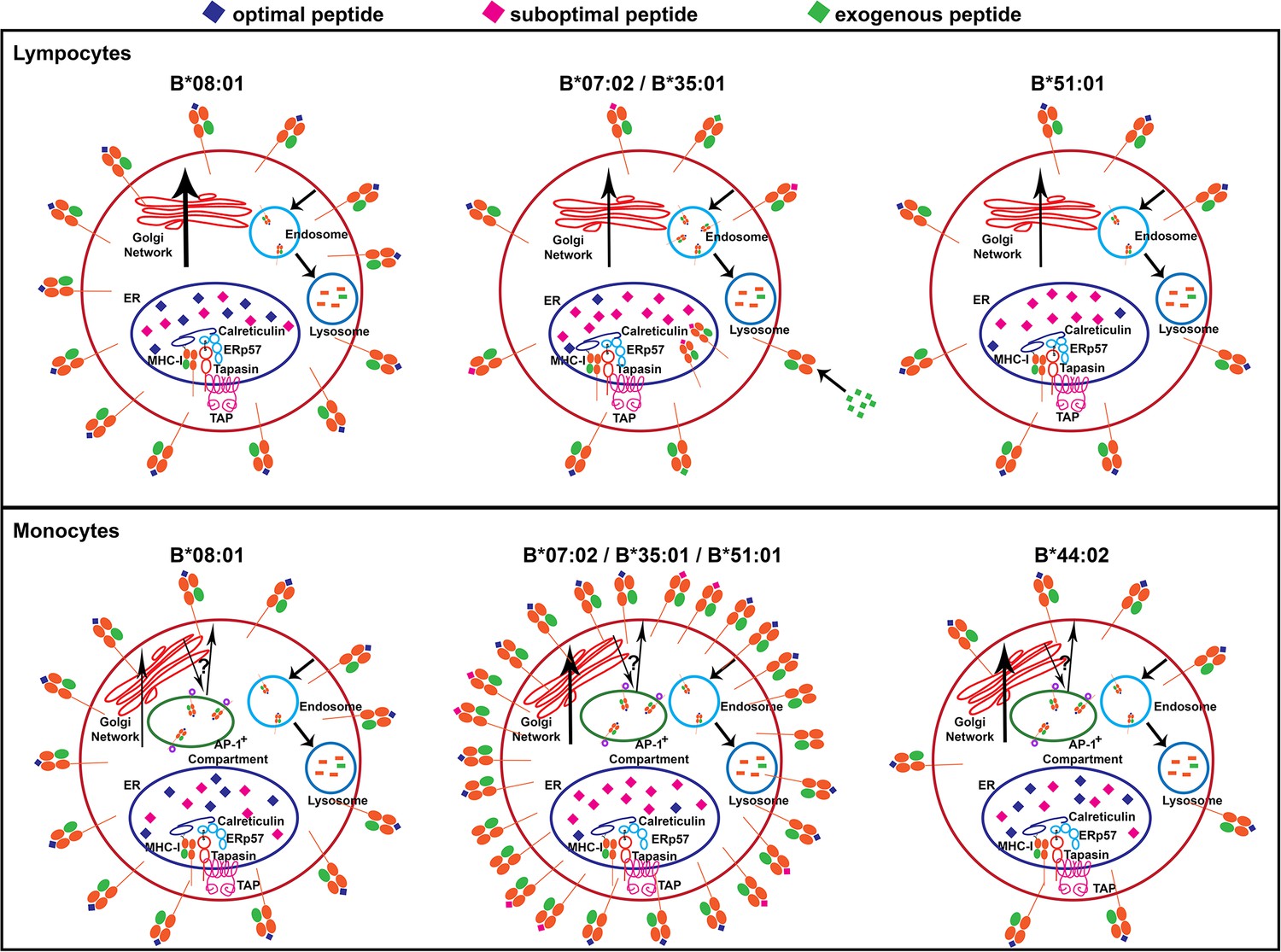 Variations In HLA-B Cell Surface Expression, Half-life And ...