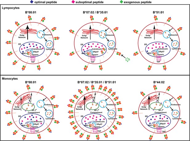 Variations In HLA-B Cell Surface Expression, Half-life And ...