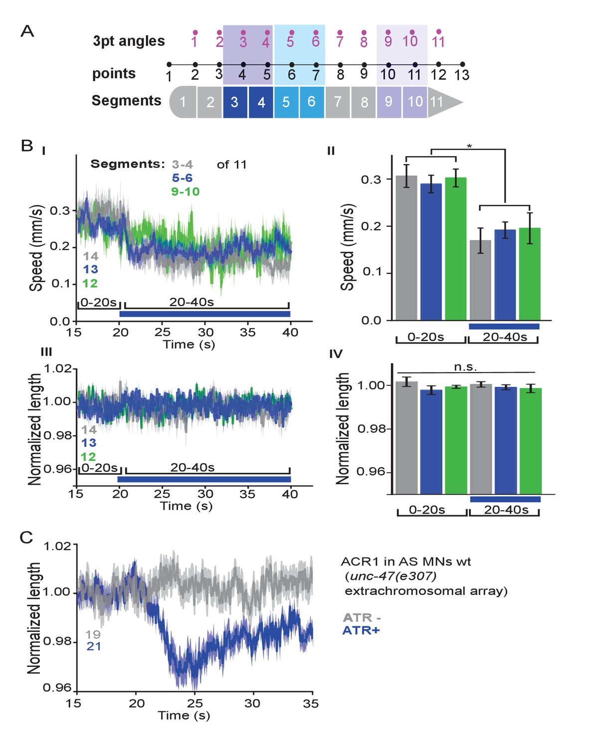 Figures And Data In Functionally Asymmetric Motor Neurons Contribute To Coordinating Locomotion