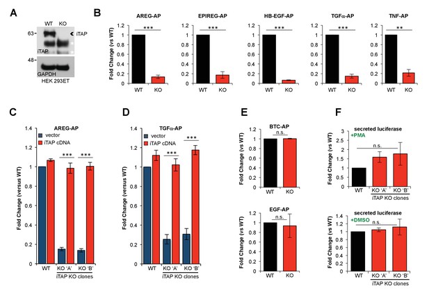 ITAP, A Novel IRhom Interactor, Controls TNF Secretion By Policing The ...