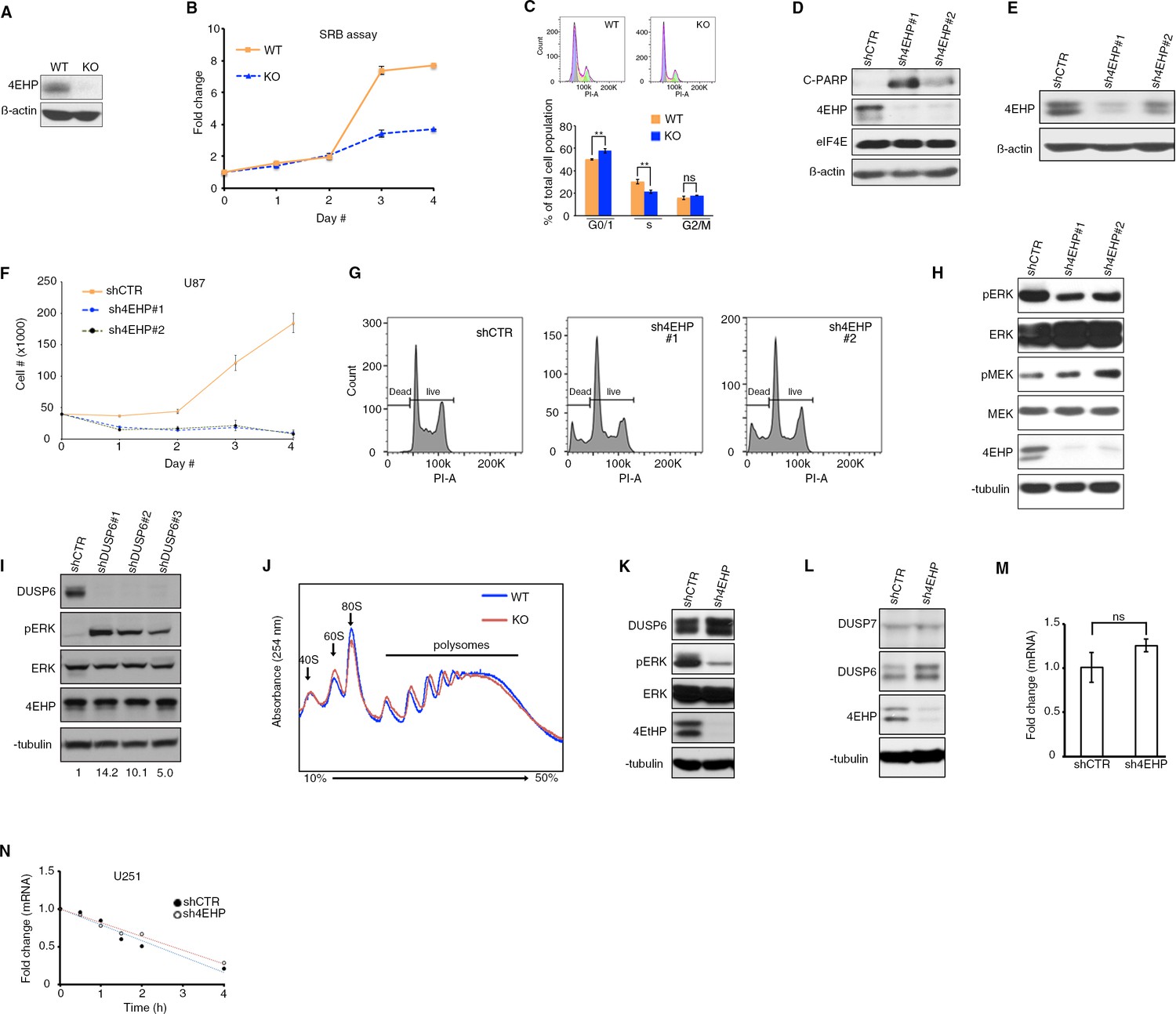 Figures and data in Translational control of ERK signaling through ...