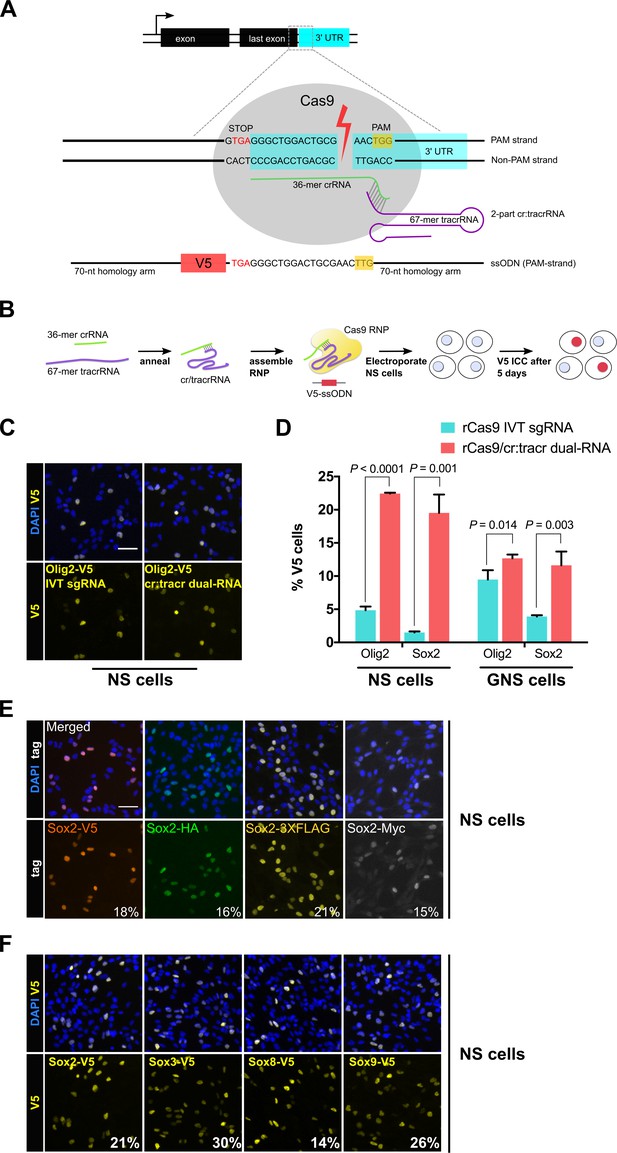 An Efficient And Scalable Pipeline For Epitope Tagging In Mammalian ...